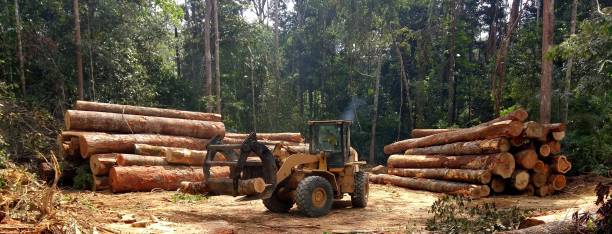 Edgewood, WA Tree Care Company