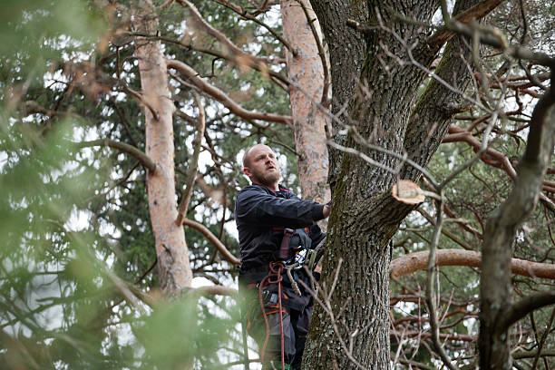 Leaf Removal in Edgewood, WA